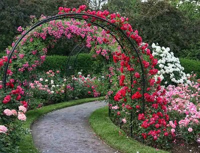 45 волшебных арок из плетистых роз